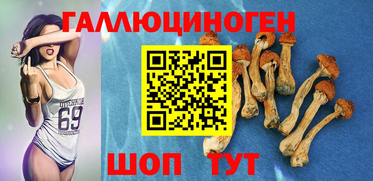 Вязники  купить  цена  Галлюциногенные грибы GOLDEN TEACHER  Вход с VPN  Псилоцибиновые грибы Psilocybe 